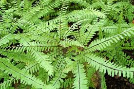 Image result for Adiantum vogelii