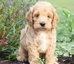 Maybe you would like to learn more about one of these? Cockapoo Breeders Near Me Online Shopping