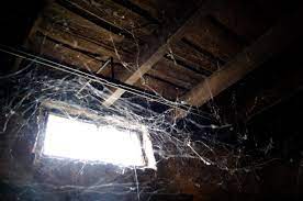 We did not find results for: Basement Spiders Josh Kellogg Photography