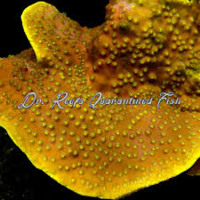 Image result for Turbina longiflora