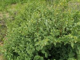 Image result for Cissus cornifolia