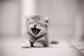 Sign up to receive kitten lady news, updates, and more! Kitten Photography Tips