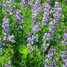 Choose from seasonal flowers, fresh plants and yummy gift baskets. Subalpine Wildflowers Blue Purple Mount Rainier National Park U S National Park Service