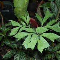 Image result for Anchomanes