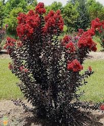 Black Diamond Crimson Red Crape Myrtle Crepe Myrtle Trees Myrtle Tree Crape Myrtle