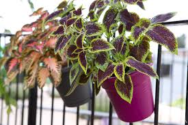 Image result for Coleus rhodesianum