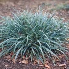 Image result for Carex brassii