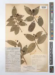 Image result for Scolopia stolzii