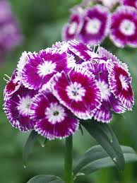 Purple and white flowers plant. Dianthus Sweet Purple White Bicolor Bluestone Perennials