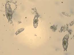 Sign up for free today! Tardigrades Being Tardigrades Water Bears Under A Light Microscope Youtube