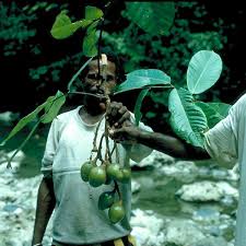 Image result for Canarium