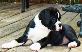 Mum can be seen with puppies, must go to good homes. Riverlane Black Boxers Breeder Of Black Boxers In Helena Alabama