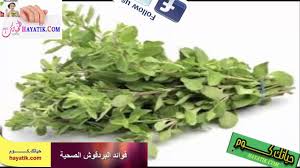 فوائد البردقوش الصحية فوائد البردقوش للحمل البردقوش للتخسيس فيتامين C Herbs Food