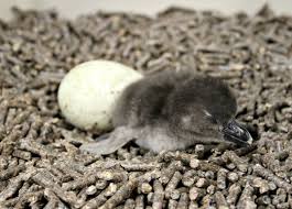 Two pokemon of the same species/egg group and different ot's = fast two pokemon. Pin On Zooborns