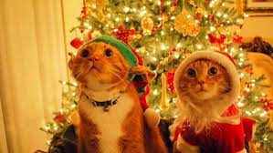 We have an extensive collection of amazing background images carefully chosen by our community. Animals Cat Christmas Wallpapers Hd Desktop And Mobile Backgrounds