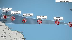 Image result for Tragia kirkiana