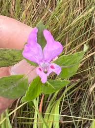 Image result for Impatiens mildbraedii