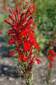 Cardinal Flower Lobelia Cardinalis At Oakland Nurseries Inc Cardinal Flower Plants Vegetable Garden Design