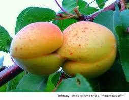 Nature Kiss A Kissing Goes To The Fruits Now Humans And Animals Have Nothing On Affectionate Fruits Funny Vegetables Funny Fruit Weird Fruit