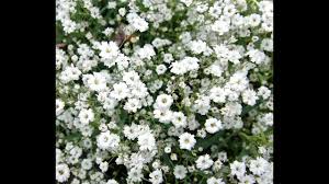 Start baby's breath flowers in the garden from seeds, cuttings or tissue cultured plants. 1118 Grow And Care Gypsophila Chalk Plant Baby S Breath From Seeds Hindi Urdu Youtube
