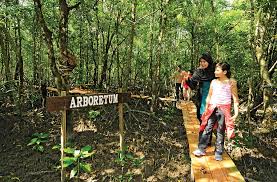 Matang mangrove eco educational centre atau matang mangrove forest reserve adalah sebuah hutan paya laut yang terletak di kuala sepetang perak. Harga Tiket Pulau Kukup 2021 Info Pelawat