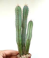 Image result for Grewia forbesii