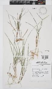 Image result for Microchloa afra