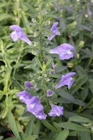 Image result for Scutellaria schweinfurthii