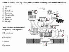 Cell City Analogy Worksheet Beautiful Proteinpower Infoweb In 2020 Cell City Cell Worksheets