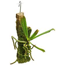 Image result for Erythrococca kirkii