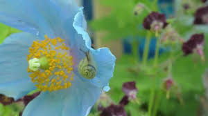 Maybe you would like to learn more about one of these? Meconopsis Betonicifolia The Himalayan Blue Poppy Blauer Tibet Scheinmohn Garden Flowers Youtube