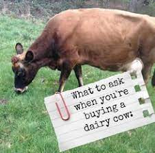 19 Best Cows Images Hobby Farms Farm Animals Cattle Farming