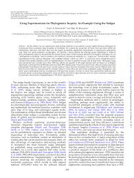 Image result for Sphaerocyperus erinaceus