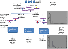 The histone modification signals can be captured by chromatin immunoprecipitation (chip), in which an antibody is used to enrich dna fragments from modification sites. Chipnorm A Statistical Method For Normalizing And Identifying Differential Regions In Histone Modification Chip Seq Libraries