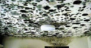 Homemade Non Toxic Mold Prevention Spray Mold Remover Mold Prevention Mold In Bathroom