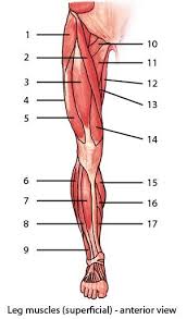 Muscles, bones, and joints are some of the most interesting applications of statics. Leg Muscles Diagram Quizlet
