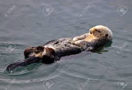 Image result for Enydra