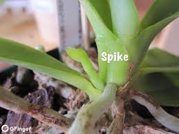 You should wait to stake a new growth until you see that it is in fact a flower spike and is as tall as the stake itself. Phalaenopsis Orchids Is It A Root Or Is It A Spike Rainbow Garden Manage Gfinger Is The Best Garden Manage App