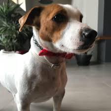 Milo Dog Home Facebook