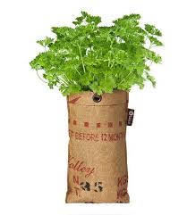 Baza Seeds Mini Garten Bio Petersilie 1 Komplett Set Mini Garten Bio Saatgut Saatgut