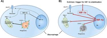 Hif inhibitors (inhibiting targets of signaling pathways) used for various assays, some have entered clinical trials, which would be new cancer therapies. The Hif 1a Lc3 Ii Axis Impacts Fungal Immunity In Human Macrophages Infection And Immunity