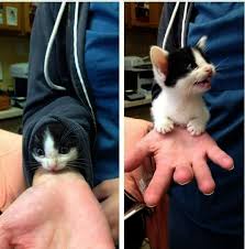 Terrific Cute Baby Kittens To Draw Google Cute Animals Baby Animals Funny Animal Pictures