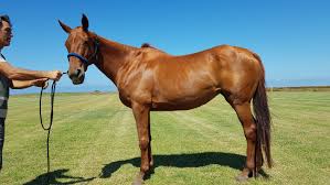 Find horses for sale on the leading international horse market ehorses ✓ more than 17000 horse advertisements ✓ more than 300 new horses daily. Horses Argentina Polo Academy