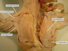 Cram.com makes it easy to get the grade you want! 50 Cat Dissection Ideas Dissection Anatomy And Physiology Cat Anatomy
