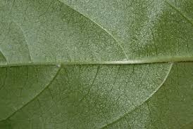 Image result for Tricalysia jasminiflora