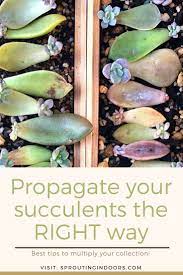 How To Propagate Succulents The Right Way Propagating Succulents Replanting Succulents Planting Succulents