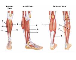 Tendons transmit the mechanical force of muscle contraction to the bones. Lower Leg Muscles