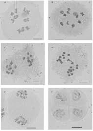 Image result for Elionurus