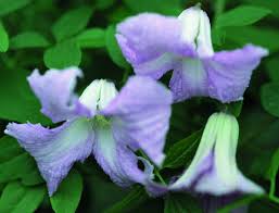 Check spelling or type a new query. Viticella Betty Corning Donahue S Greenhouse