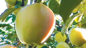 We are in the business of providing scionwood and acclimatized varieties of apple trees, pear trees, and plum trees. Apples From Another Time Delectable Heirloom Fruit Pcc Community Markets